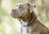 Close-up portrait of a pitbull dog with a silver chain collar