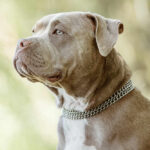 Close-up portrait of a pitbull dog with a silver chain collar