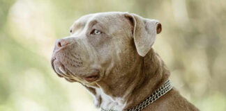 Close-up portrait of a pitbull dog with a silver chain collar