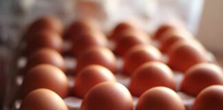 Close-up of brown eggs arranged in a carton