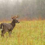 Deer in a grassy field with misty background