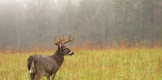 Deer in a grassy field with misty background