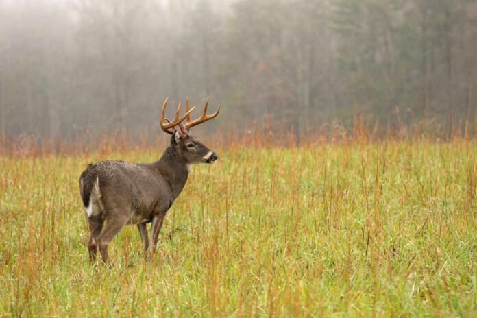 Deer in a grassy field with misty background