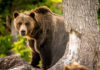 A grizzly bear standing near a tree in a forested area