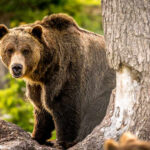 A grizzly bear standing near a tree in a forested area