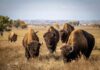 A herd of bison grazing in a grassy field