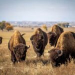 A herd of bison grazing in a grassy field