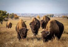 A herd of bison grazing in a grassy field
