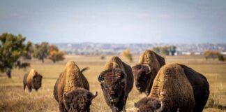 A herd of bison grazing in a grassy field