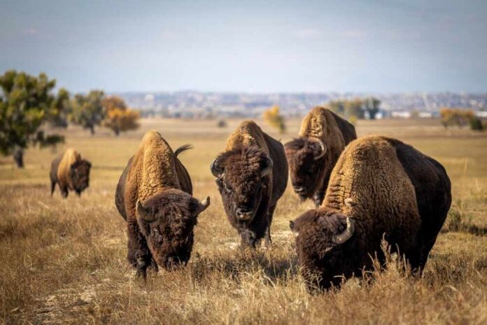 A herd of bison grazing in a grassy field