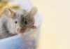 Close-up of a curious mouse peering over the edge of a container