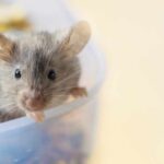 Close-up of a curious mouse peering over the edge of a container