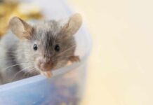 Close-up of a curious mouse peering over the edge of a container