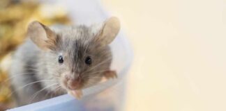 Close-up of a curious mouse peering over the edge of a container