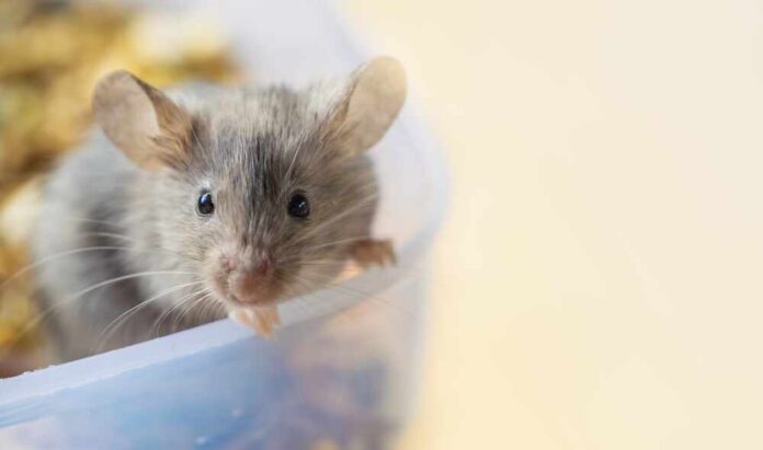 Close-up of a curious mouse peering over the edge of a container