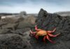 A bright orange crab perched on a dark rock by the shore
