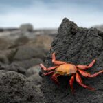 A bright orange crab perched on a dark rock by the shore