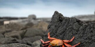 A bright orange crab perched on a dark rock by the shore