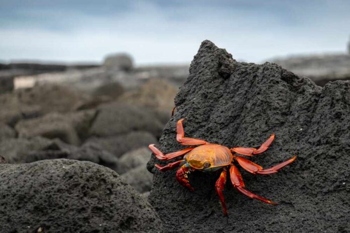 A bright orange crab perched on a dark rock by the shore