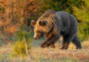 Brown bear walking through a sunlit forest clearing