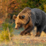 Brown bear walking through a sunlit forest clearing
