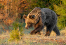 Brown bear walking through a sunlit forest clearing