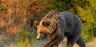 Brown bear walking through a sunlit forest clearing