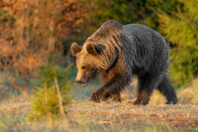 Brown bear walking through a sunlit forest clearing