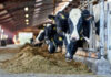 Cows eating hay in a barn setting