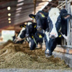 Cows eating hay in a barn setting