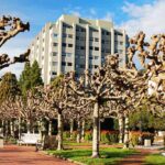 Pruned plane trees line a brick walkway with a modern apartment building behind
