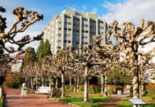 Pruned plane trees line a brick walkway with a modern apartment building behind