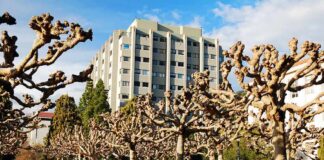 Pruned plane trees line a brick walkway with a modern apartment building behind