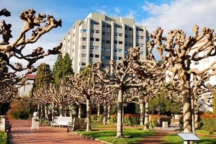 Pruned plane trees line a brick walkway with a modern apartment building behind
