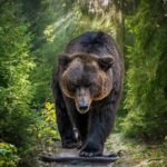 Brown bear walking along a forest trail