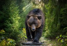 One Quiet Decision Saved Three Lives Brown bear walking along a forest trail