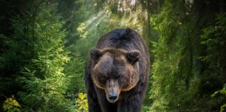 Brown bear walking along a forest trail