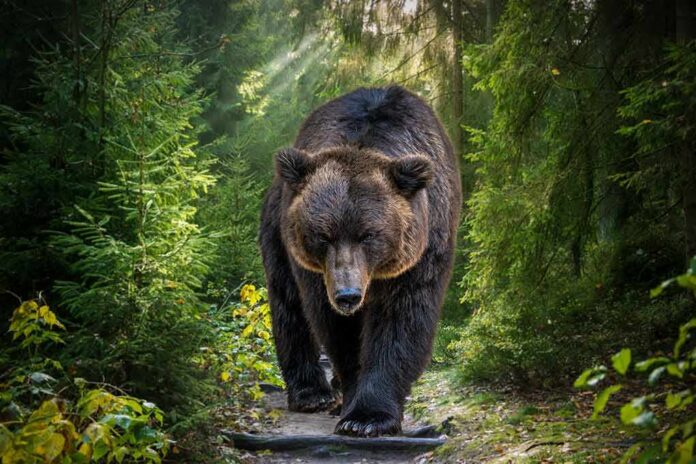 shutterstock_1828095110 Brown bear walking along a forest trail