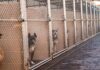 Dogs in chain-link kennels along a walkway