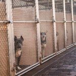 Animal Rescue Operator Charged, Released Without Bail Dogs in chain-link kennels along a walkway