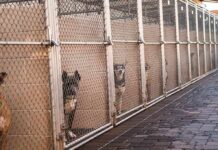 Dogs in chain-link kennels along a walkway