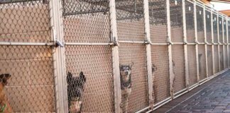 Dogs in chain-link kennels along a walkway