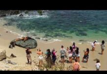 Harsh Penalties Loom After Wildlife Attack San Diego sea lion assault under investigation