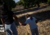 Unaccompanied migrant children at risk of losing legal representation