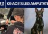Polk County K9's leg amputated after shootout with suspect