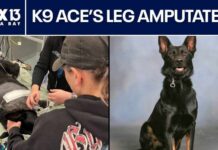 Polk County K9's leg amputated after shootout with suspect