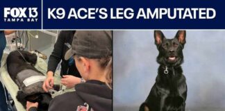 Polk County K9's leg amputated after shootout with suspect