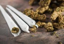 Three cannabis joints beside loose marijuana buds