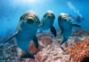 Three dolphins swimming over a coral reef with a diver in the background