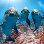 Three dolphins swimming over a coral reef with a diver in the background